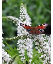 Lysimachia clethroides