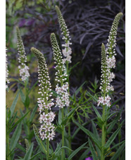 Lysimachia ephemerum