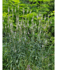 Lysimachia ephemerum