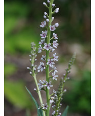 Lysimachia ephemerum