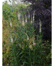 Lysimachia ephemerum