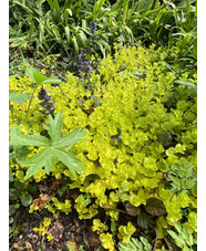 Lysimachia nummularia 'Aurea'