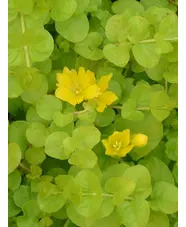 Lysimachia nummularia 'Aurea'