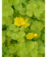 Lysimachia nummularia 'Aurea'