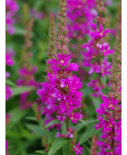 Lythrum salicaria 'Robert'