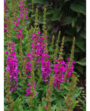 Lythrum salicaria 'Robert'