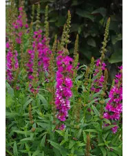 Lythrum salicaria 'Robert'