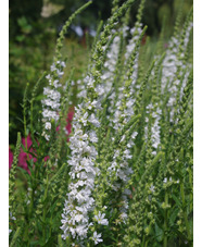 Lythrum salicaria white no. 7 form