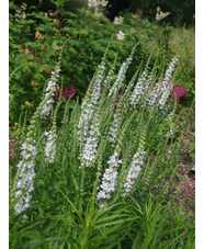 Lythrum salicaria white no. 7 form