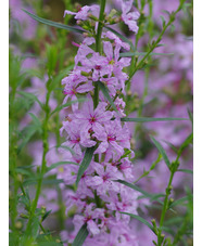 Lythrum species