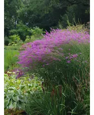Lythrum virgatum 'Swirl'