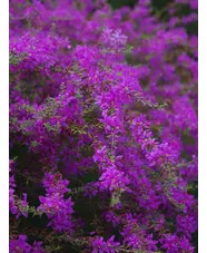 Lythrum virgatum 'Swirl'