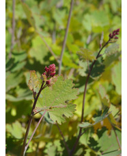 Macleaya microcarpa 'Spetchley Ruby'