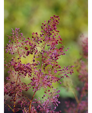 Macleaya microcarpa 'Spetchley Ruby'