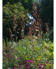 Macleaya microcarpa 'Spetchley Ruby'