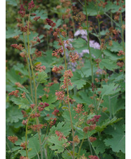 Macleaya microcarpa 'Spetchley Ruby'