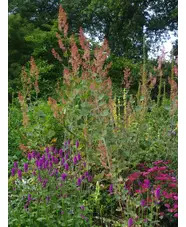 Macleaya microcarpa 'Spetchley Ruby'