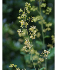 Macleaya x kewensis 'Flamingo'