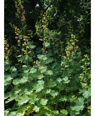 Macleaya x kewensis 'Flamingo'