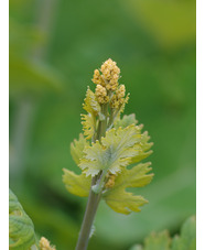 Macleaya x kewensis 'Flamingo'