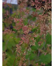Macleaya x kewensis 'Flamingo'