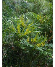 Mahonia eurybracteata subsp. ganpinensis 'Soft Caress'