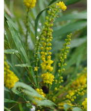 Mahonia eurybracteata subsp. ganpinensis 'Soft Caress'