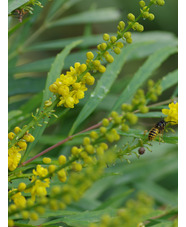 Mahonia eurybracteata subsp. ganpinensis 'Soft Caress'