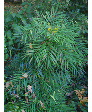 Mahonia eurybracteata subsp. ganpinensis 'Soft Caress'