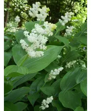 Maianthemum racemosum