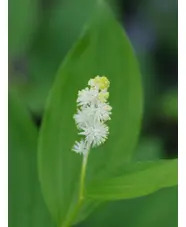 Maianthemum racemosum