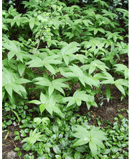 Maianthemum stellatum