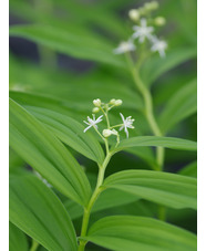 Maianthemum stellatum