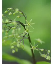 Maianthemum tatsienense dark-stemmed (aff.)