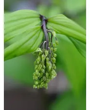 Maianthemum tatsienense dark-stemmed (aff.)