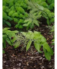 Maianthemum tatsienense dark-stemmed (aff.)