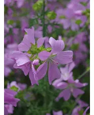 Malva moschata