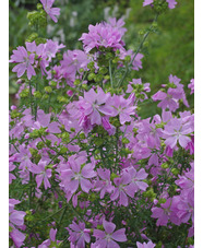 Malva moschata