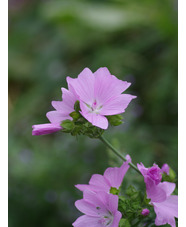 Malva moschata