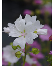 Malva moschata f. alba