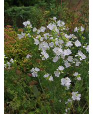 Malva moschata f. alba