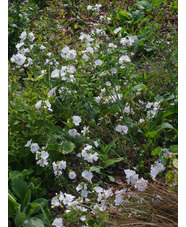 Malva moschata f. alba