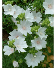 Malva moschata f. alba