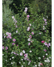 Malva x clementii 'Barnsley'