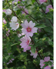 Malva x clementii 'Barnsley'