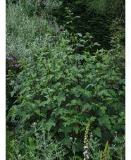 Malva x clementii 'Barnsley'