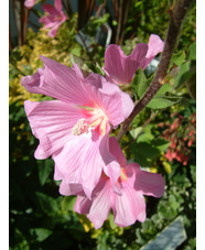 Malva x clementii 'Rosea'