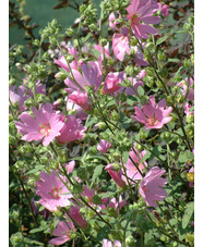 Malva x clementii 'Rosea'
