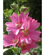 Malva x clementii 'Rosea'