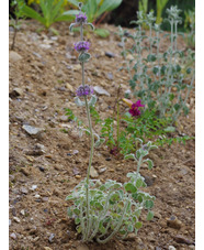 Marrubium supinum